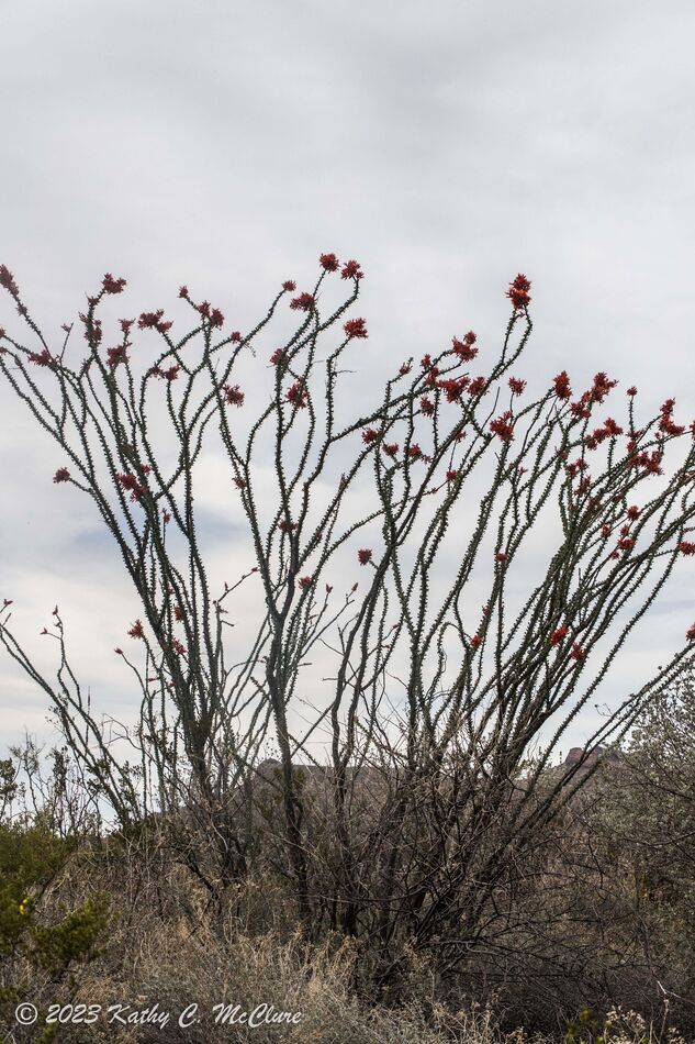 This ocotillo had small blossoms but tons of them....