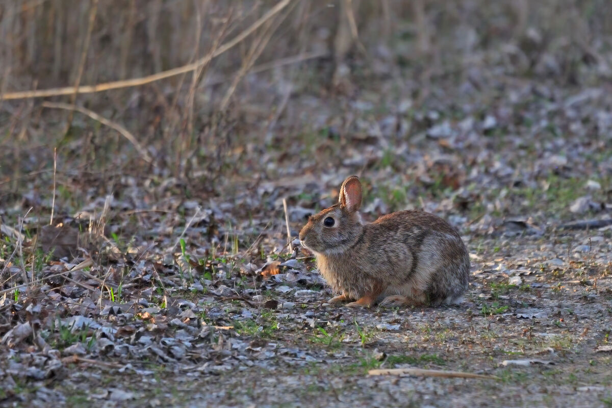 Peter rabbit out for an evening stroll...