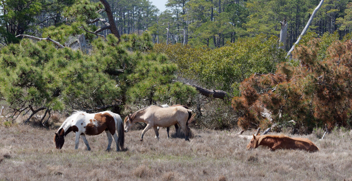 Some of the wild horses, made famous by the book "...