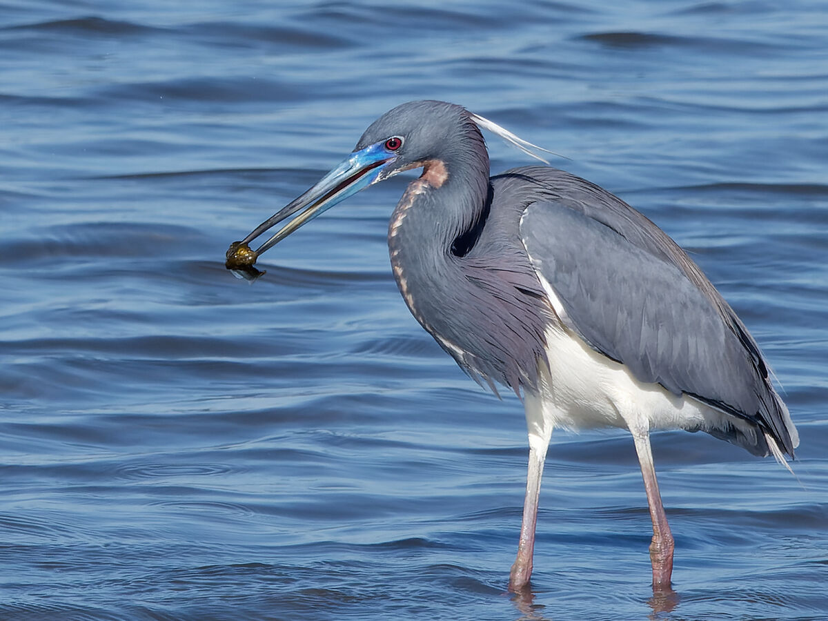 A tricolored heron with lunch...
