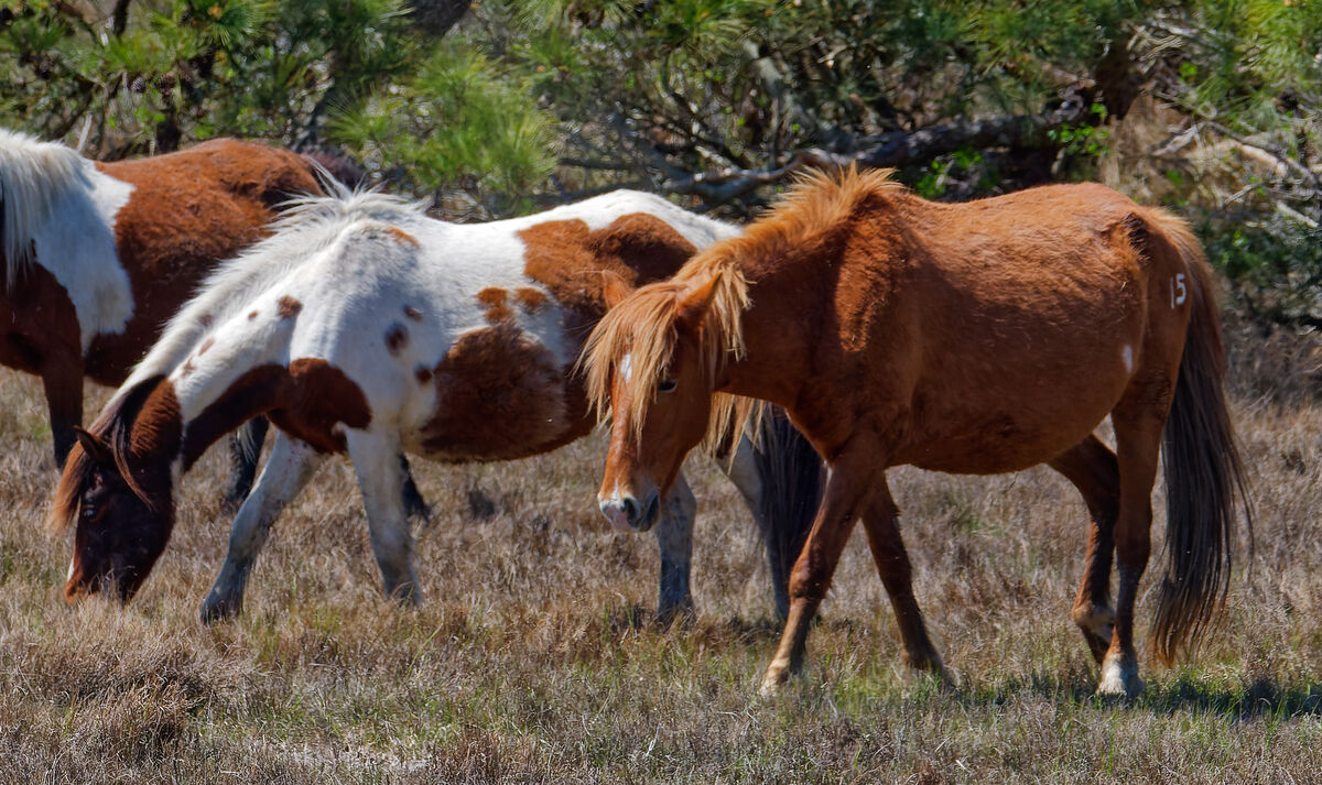 More of the wild horses, usually seen with their h...