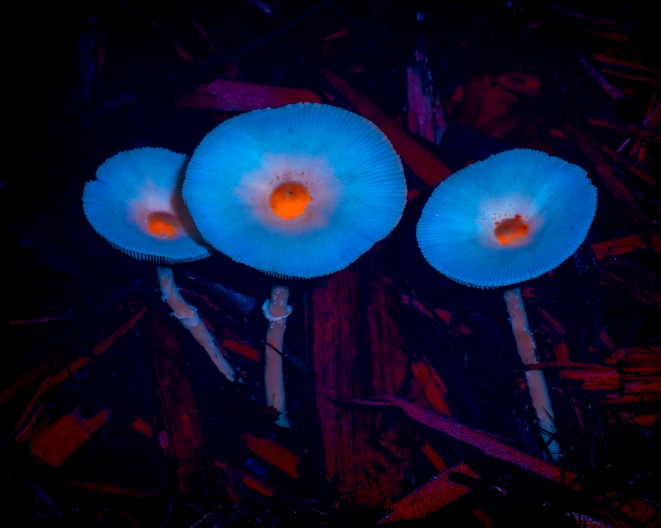 UV Fluorescence Mushroom Artistry can take on many forms. We are all