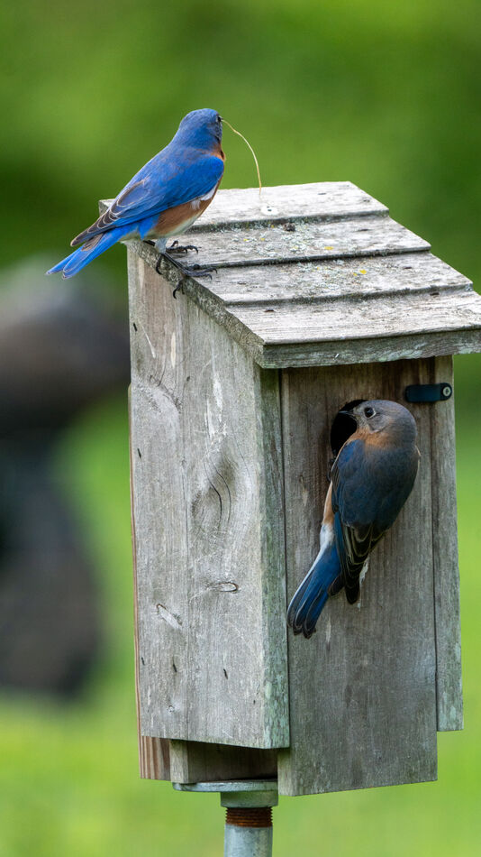 Bluebird pair working on thier nest...