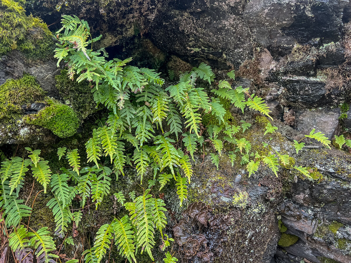 A bit surprised to find these pretty ferns growing...