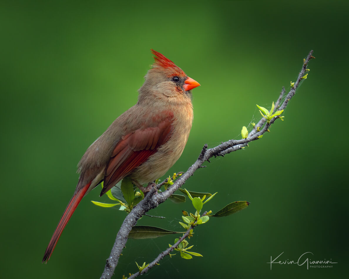 Female Cardinal.       1/1600. f/8. ISO 2000  800m...
