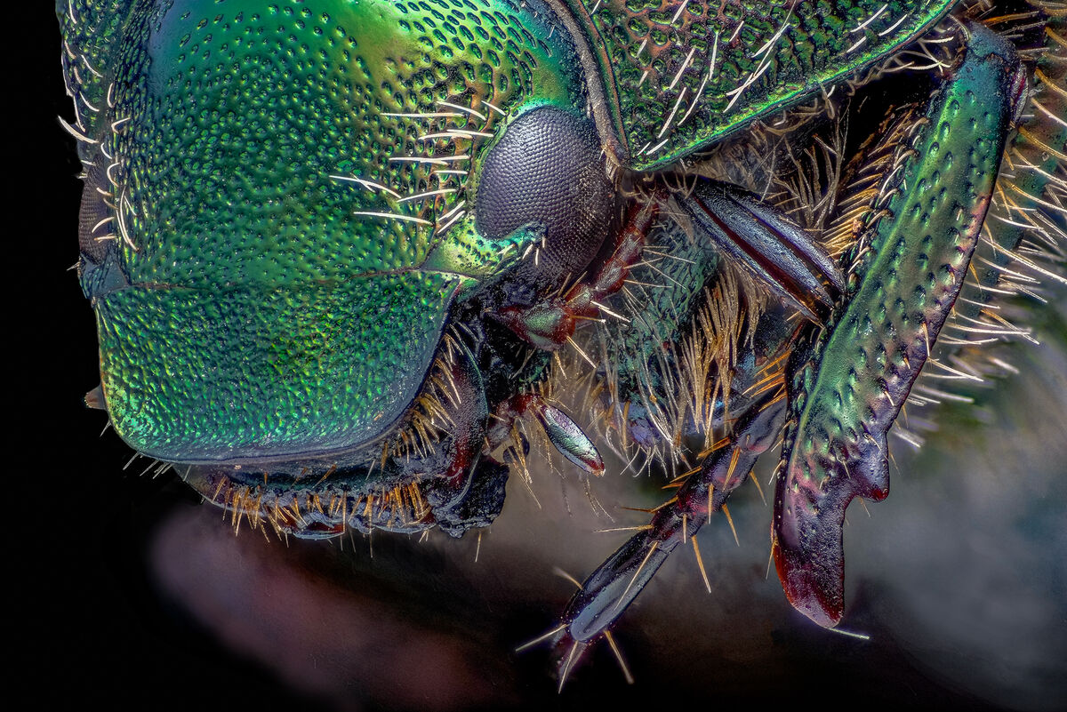 Focused Stacked Image of a Japanese Beetle: This is a focused stacked ...