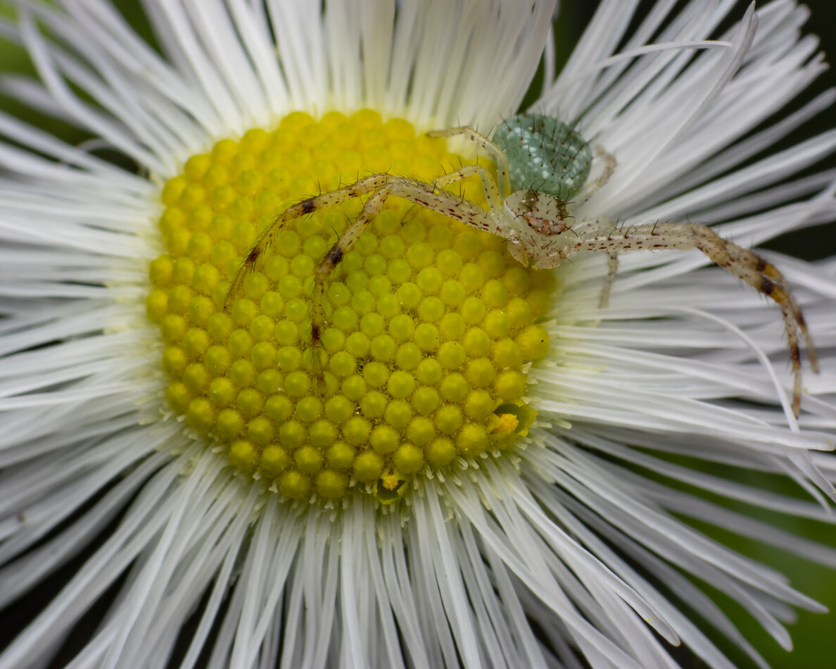 First Crab Spider of the year...