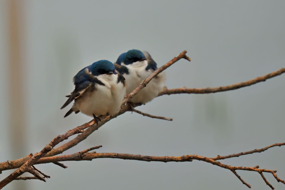 Tree Swallow pair...