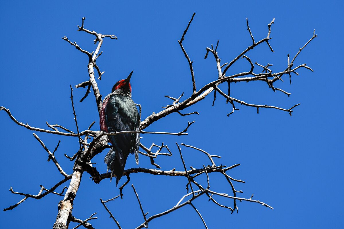a woodpecker -- not sure what type?...