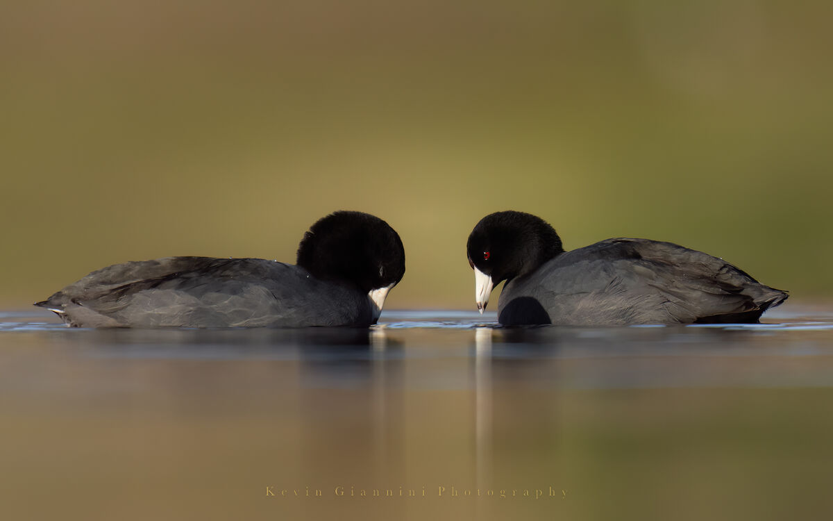 A couple of Coots...