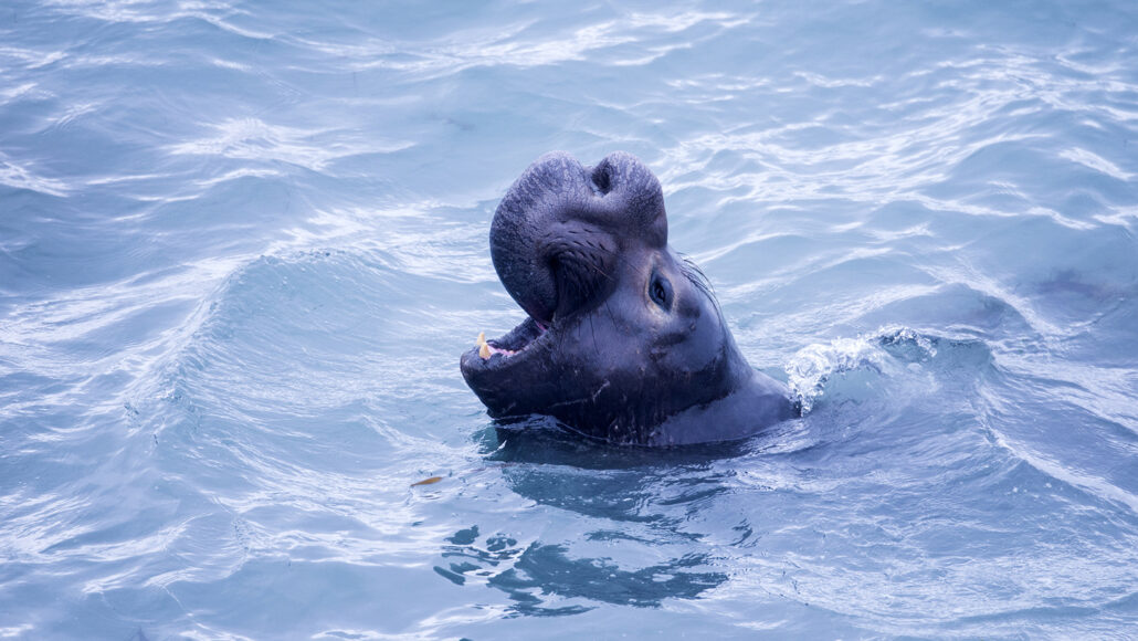 Northern Elephant Seals Sleep Just Two Hours A Day At Sea Https www northern-elephant-seals-sleep-just-two-hours-a-day-at-sea-https-www