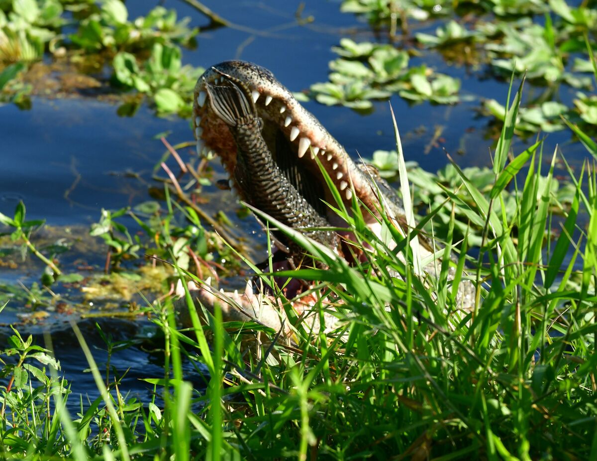 Gator An interesting morning at Lake Apopka! I think it's a catfish