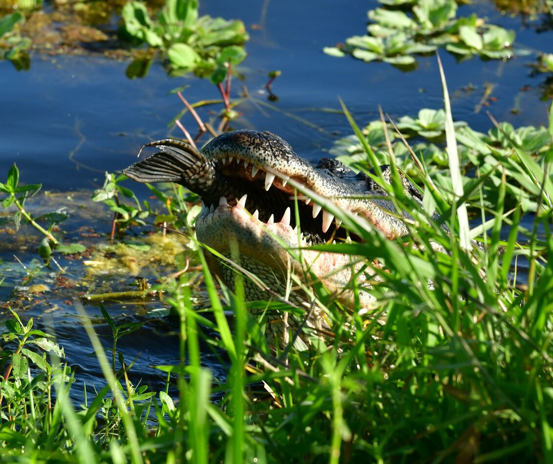 Gator An interesting morning at Lake Apopka! I think it's a catfish