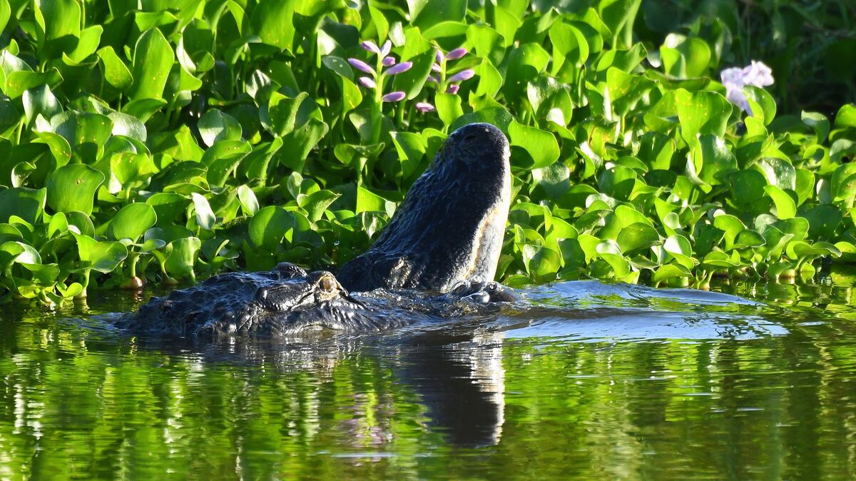 Gator Behavior Question: These were taken at Lake Apopka Friday Morning ...