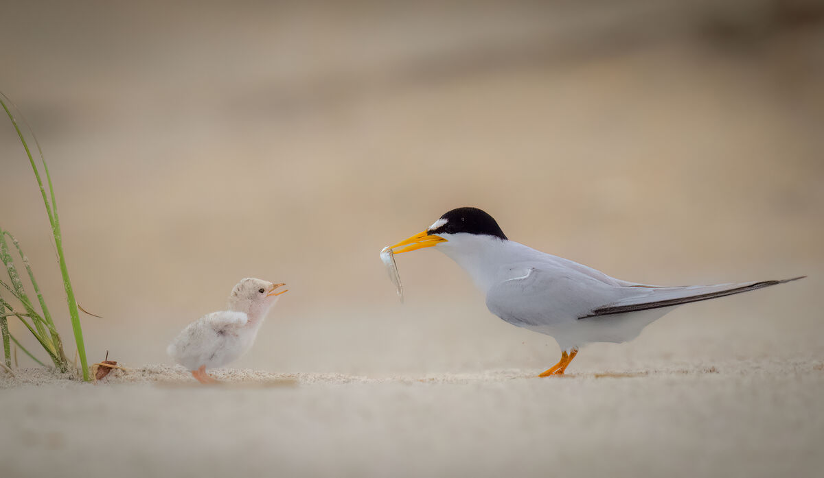 Least Tern and chick. 1/3200 f/4. ISO 4000  560mm...
