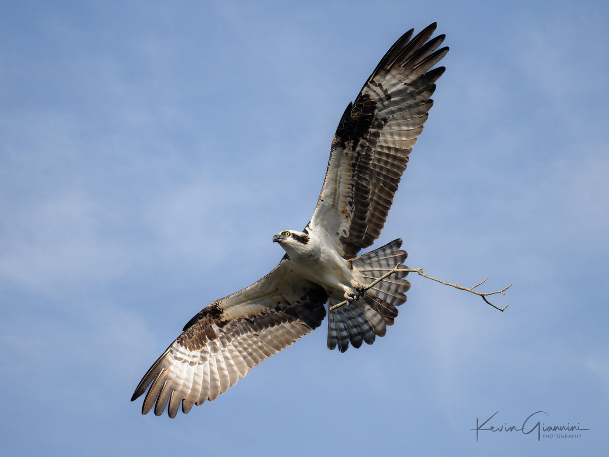 Osprey with nest material. 1/3200 f/5.6  ISO 500  ...