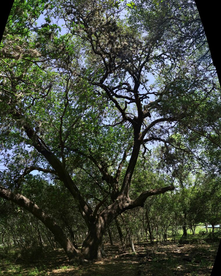 This old live oak tree took 9 shots to get this al...