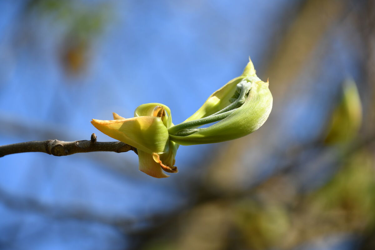 Leaves popping out on a hickory tree...