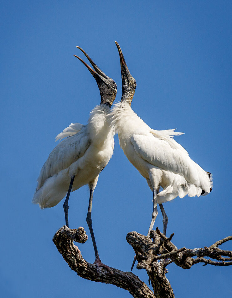 1.  Wood Storks going through courtship ritual...