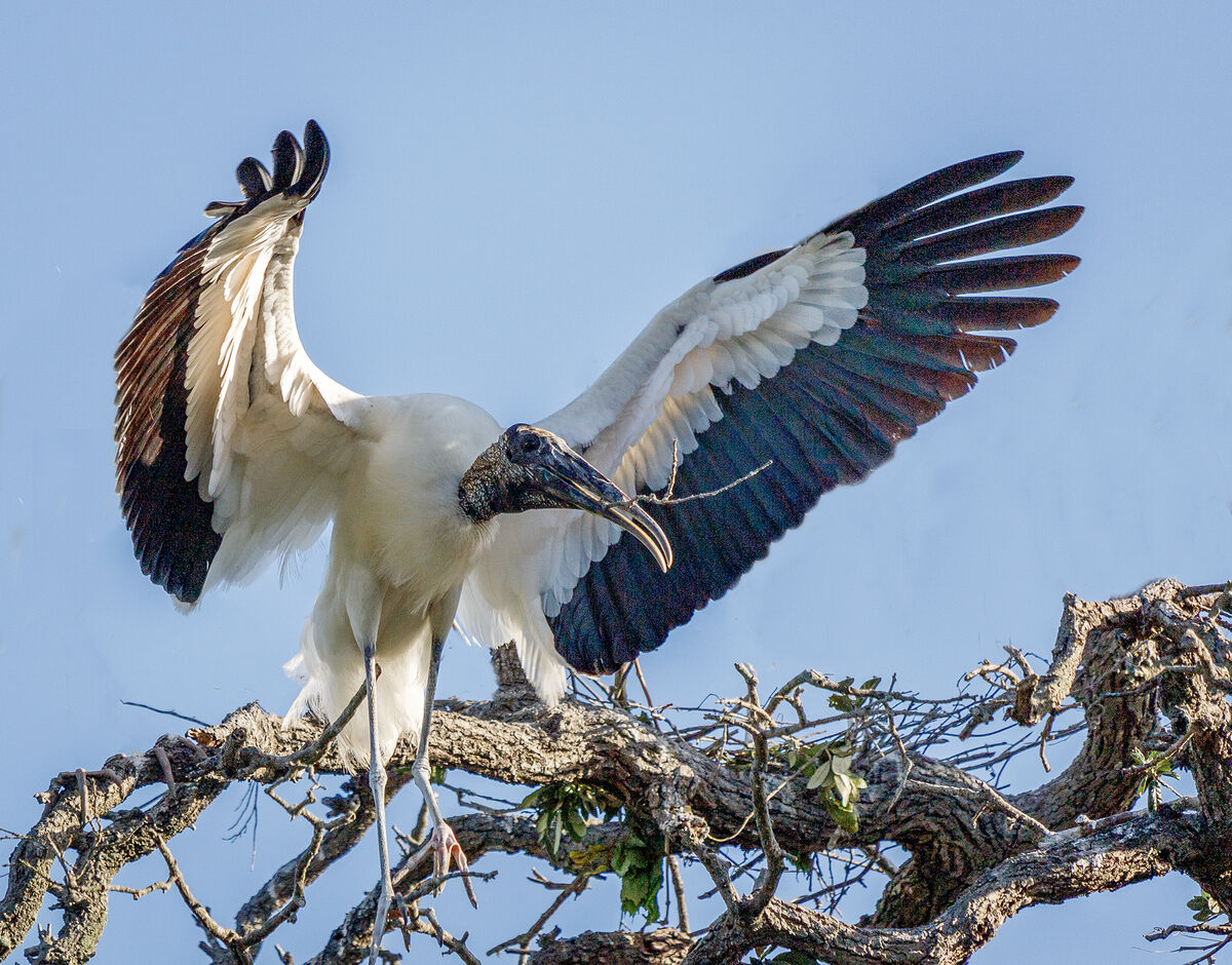 2.  Wood Stork Launches with stick for nest...