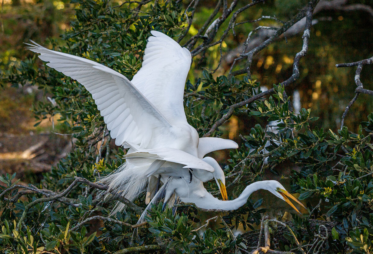 3.  Great Egrets doing the "Birds And The Bees" th...