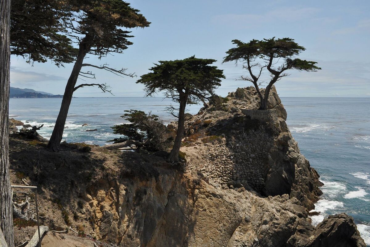 The Lone Cypress on 17 Mile Drive in Pebble Beach....