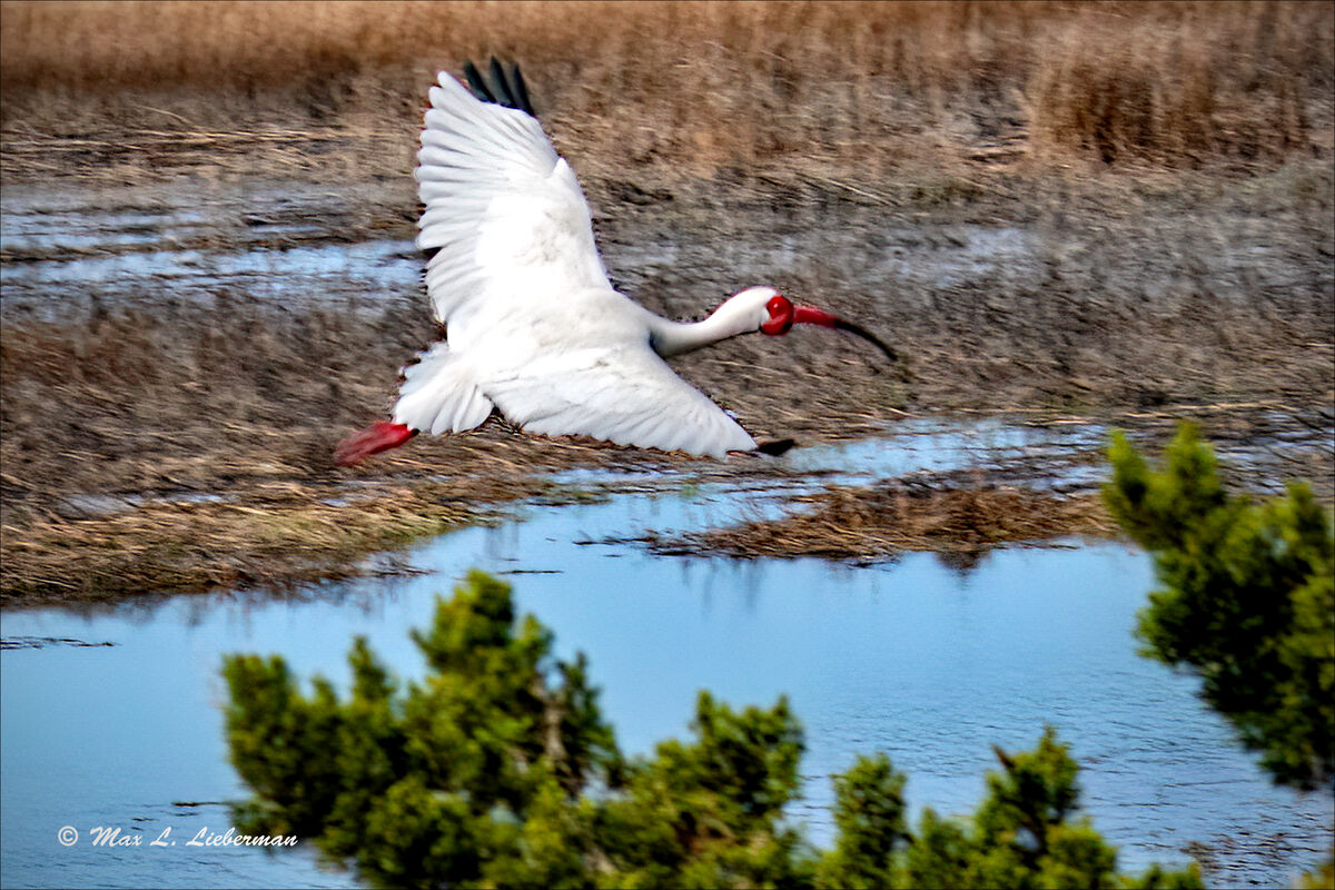 White ibis...