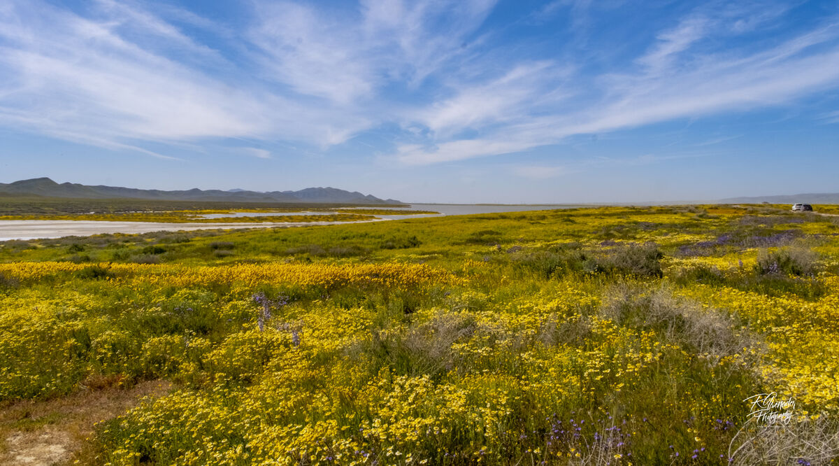 Carrizo Plain Wildflowers 2½ hrs from Los Angeles, NW of Bakersfield, is the Carrizo Plain