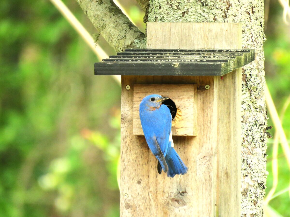 a male  bluebird feeding the babies...