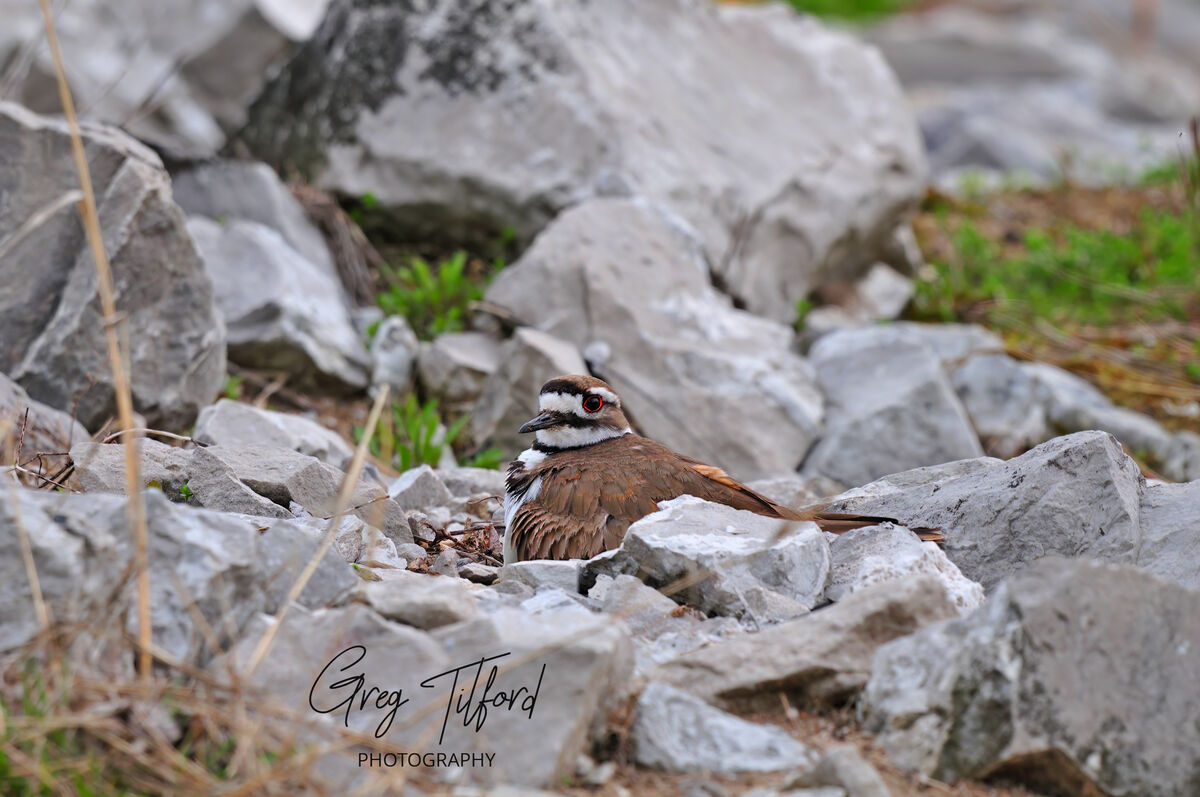 Killdeer hiding from the camera while I shot out t...