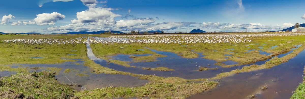 10 shot pano, that's a lot of geese!...