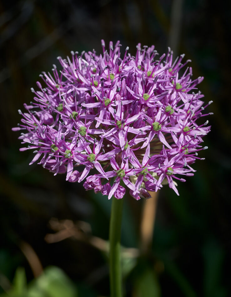 Alliums Starting to Bloom This weekend my wife's alliums started