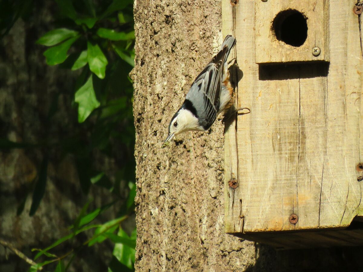a nuthatch couple have a nest in one of our bluebi...