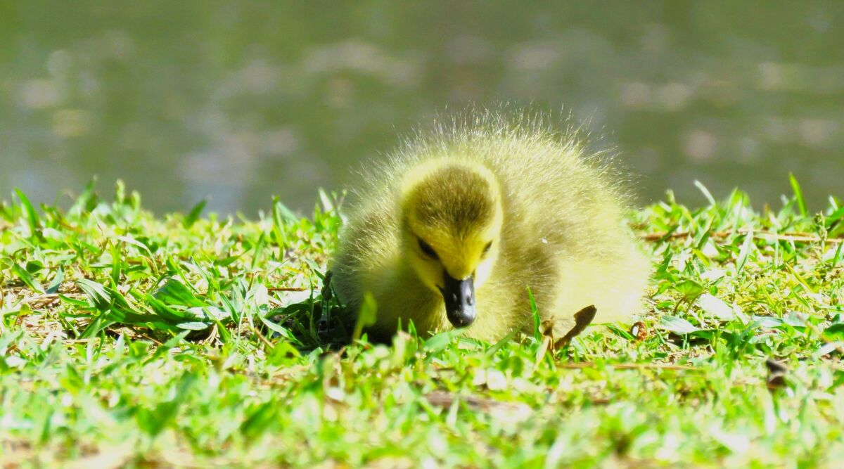 i saw this little gosling at huddleston pond.   he...