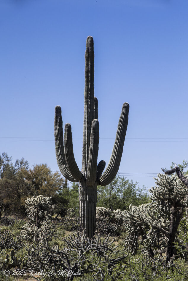 This is sort of the epitome of the perfect saguaro...