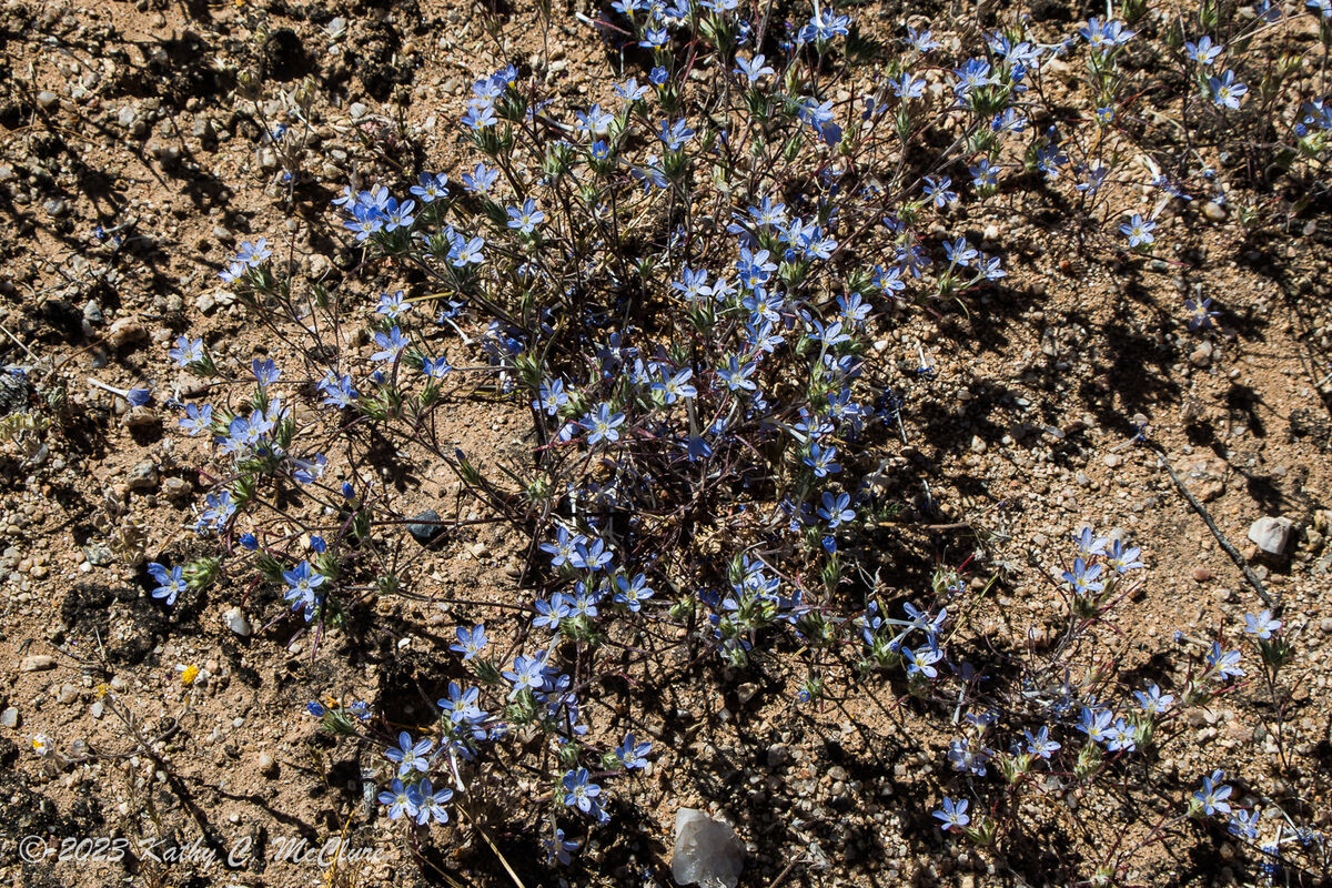 I love these tiny blue flowers.  Do you know what ...