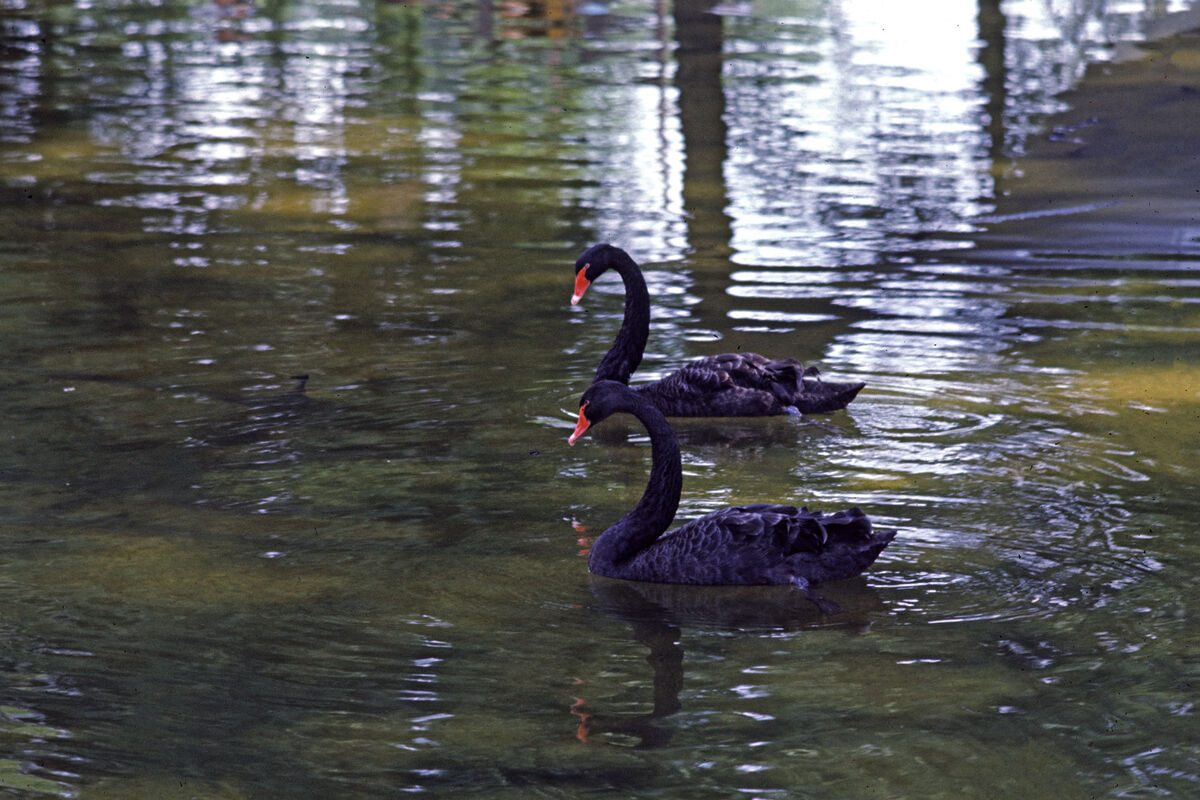 A pair of Black Swans on Lake Linton, next to Rust...