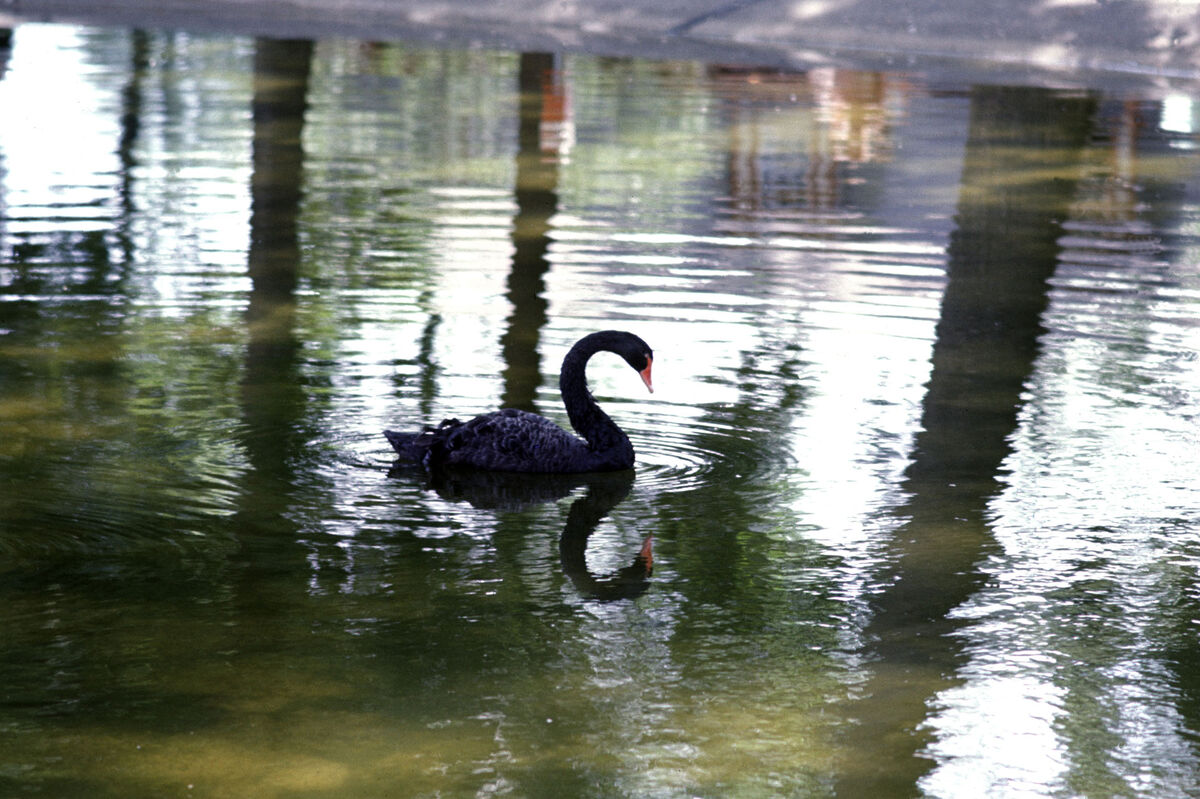 Another Black Swan on the lake in Saginaw, Michiga...