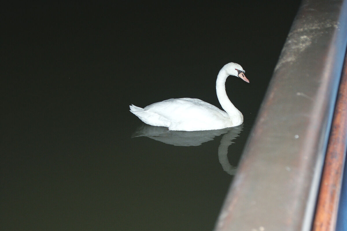 A lone Swan, next to our barge on a canal in Hochf...