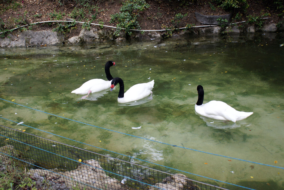 A small bevy of Black-necked Swans at the Los Ange...