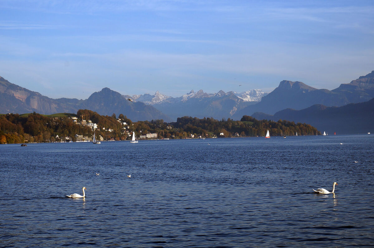 Swans on Lake Lucerne, with the Swiss Alps in the ...