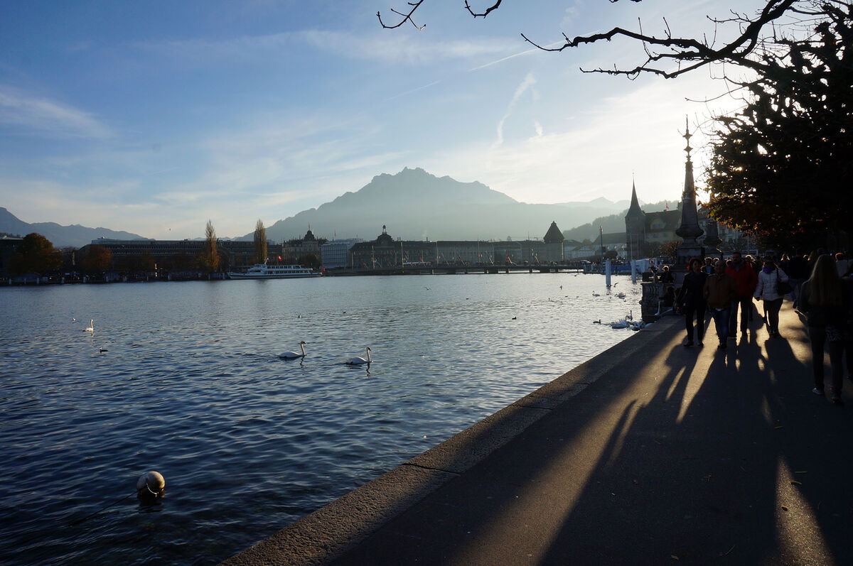 More Swans on Lake Lucerne, with the silhouette of...