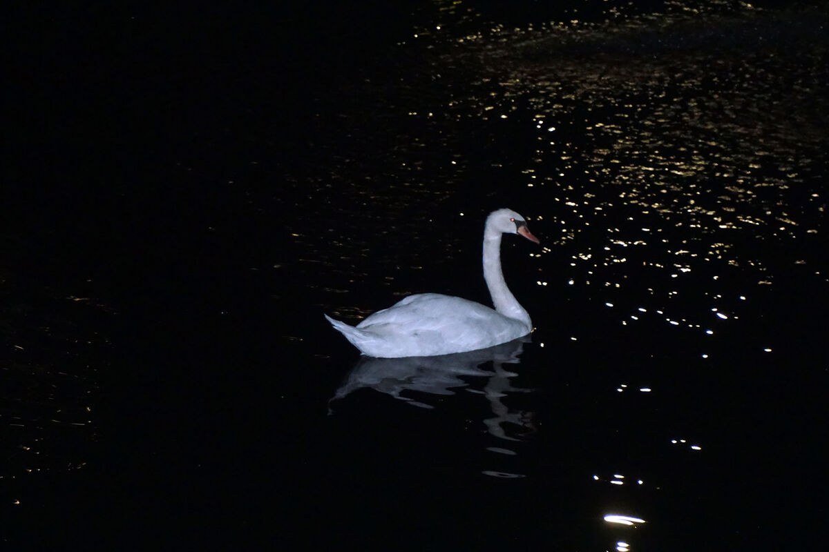 A lone Swan, as seen in the evening on the pond at...