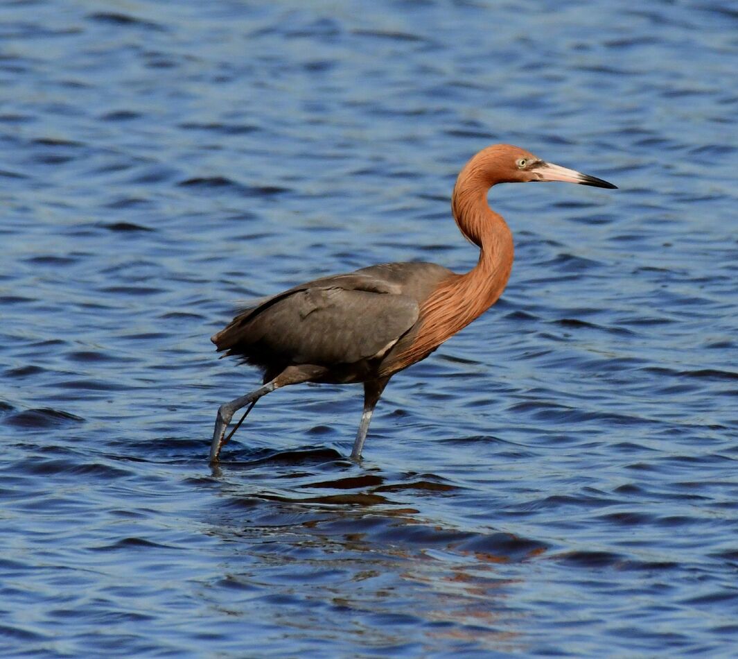 Birds from the lake, from the swamp and from the trees Black Point