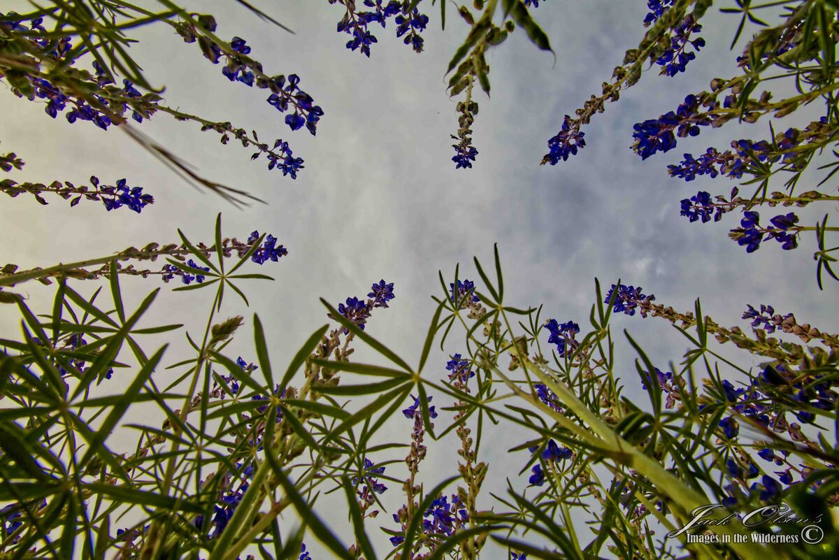 Photo 2, looking up at the sky (flowers smiling)...