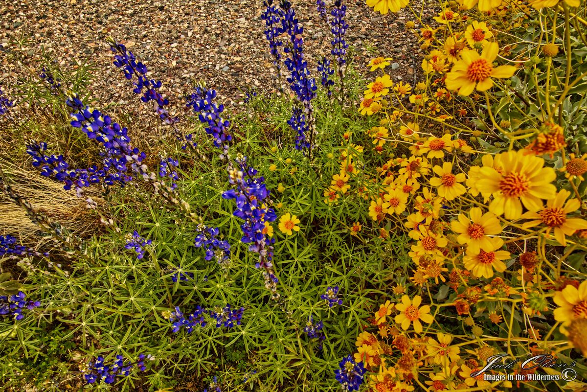 Photo 5, a mixture of Lupine and Brittlebush....