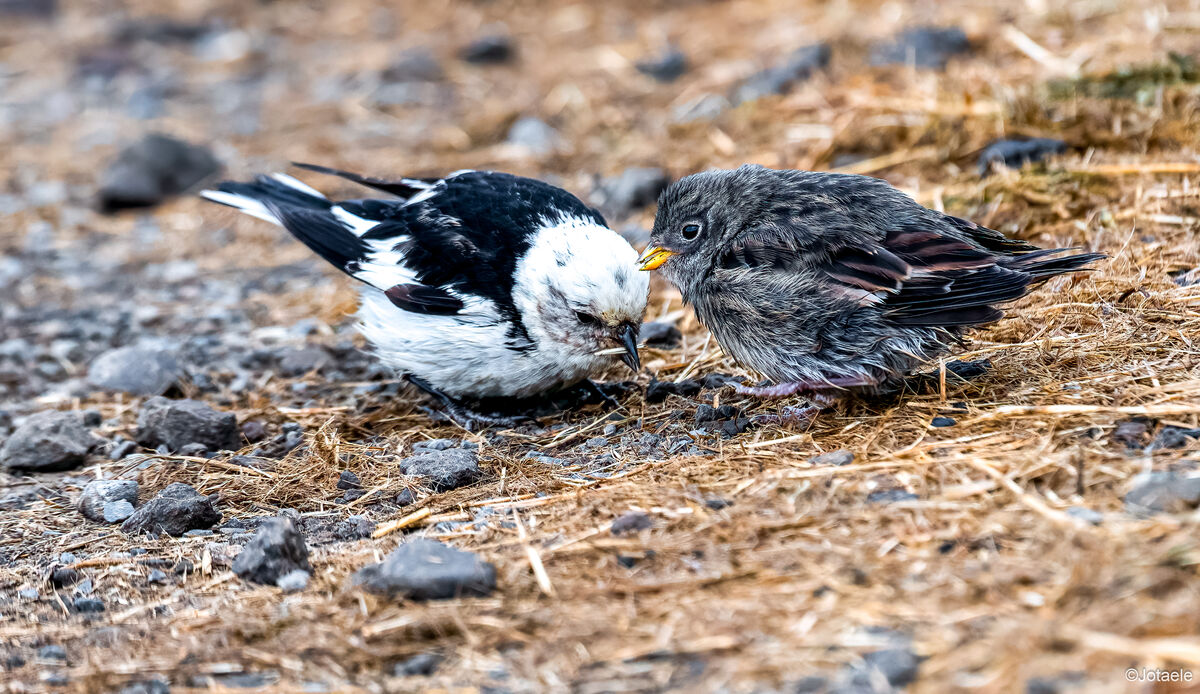 Snow bunting, parent teaching the chick what to ea...