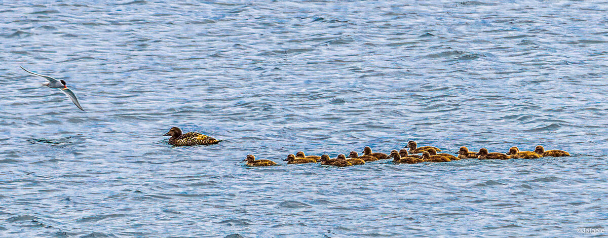 Common eider, babysitter and 16 chicks. Artic tern...