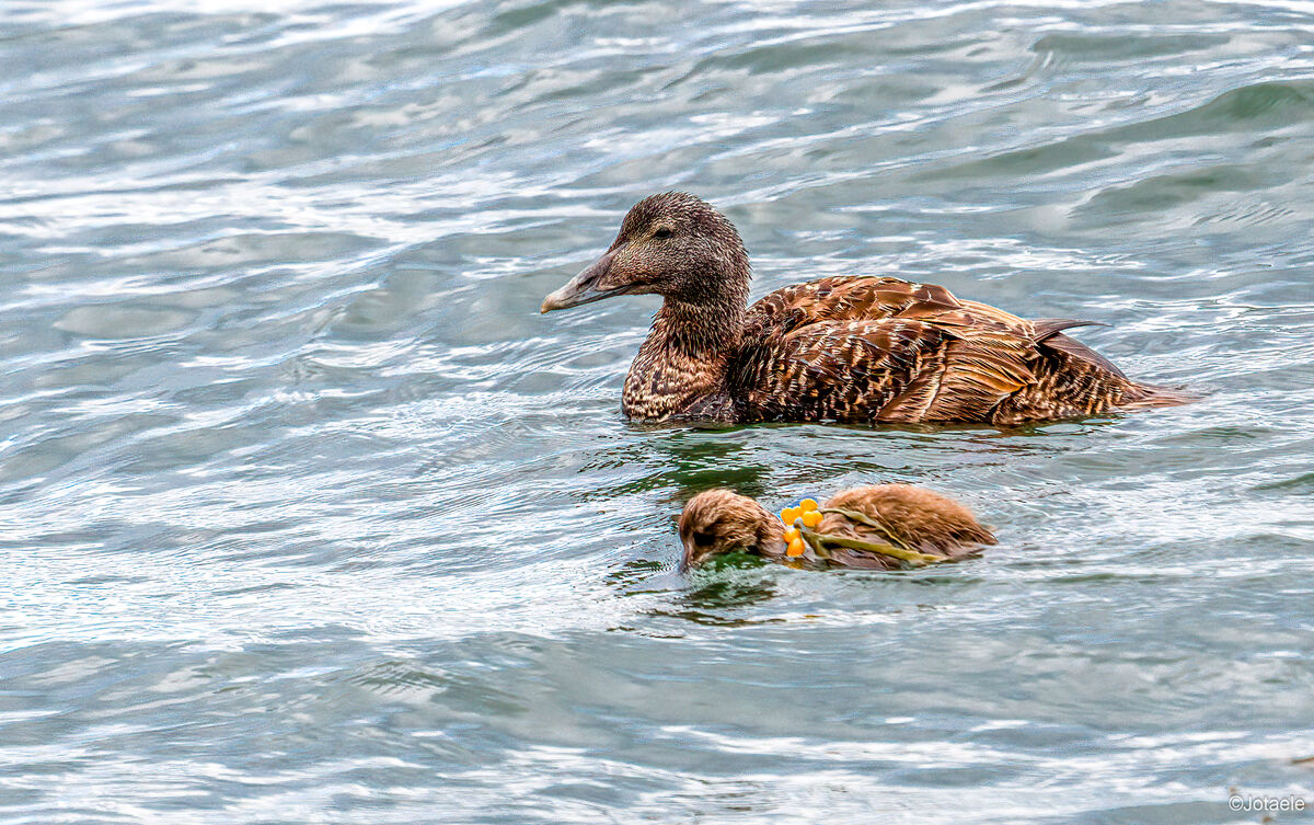 Common eider, mom and 1 chick. Flatey Island. Icel...