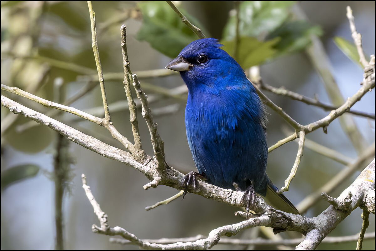 Indigo Buntings The migratory birds are passing through and have been
